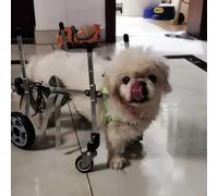 Adjustable Small Dog Wheelchair 4Wheel Mobility Cart for Tiny Dogs & Cats Ideal for Rear Leg Support Comfortable for Easy Walking & Outdoor Adventures.
