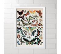 Adolphe Millot Encyclopedia Page Butterflies Framed/Unframed Wall Art Print Poster Home DŽcor A4 and A3 (A3 Framed - White Frame)