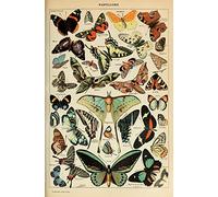 Adolphe Millot Encyclopedia Page Butterflies Framed/Unframed Wall Art Print Poster Home DŽcor A4 and A3 (A3 297 x 420mm)