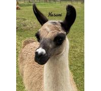Adopt a Llama Gift Pack with Personal Information Pack, Adoption Certificate, Farm Visit Pass and Photographs of Your Adopted Llama (Husani - Gift Pack Only)