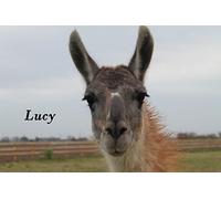 Adopt a Llama Gift Pack with Personal Information Pack, Adoption Certificate, Farm Visit Pass and Photographs of Your Adopted Llama (Lucy - Gift Pack Only)