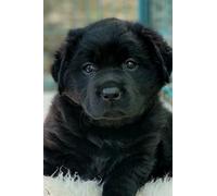 Adorable Black Labrador Puppy Journal Notebook: 6 inches by 9 inches, 120 pages (Beautiful Puppies)