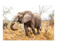 Adult 100 pieces puzzles, elephant puzzles, suitable for family games and wall decoration paintings.