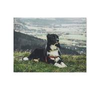 Adult 1000 Piece，German Shepherd resting on the grass，Games Home Decor（50x70cm）-N2