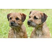 Adult 1000 Piece Jigsaw Puzzle Border Terrier Wall Art Home Decor Gift Decoration Gift 38x26cm