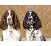 Adult 1000 piece puzzle with two cocker spaniel portraits, single sheet print, suitable for printing, suitable for wall art, home decor, decoration, gift, 38x52cm