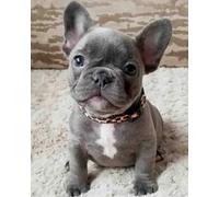 Adult 1000piece French Bulldog Counting Jigsaw Puzzle, Suitable for Children's, 38x26cm