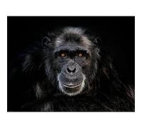 Adult 1000piece Jigsaw Puzzle Black Monkey Gorilla Painting Art Decoration Gift 50x70cm