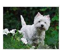 Adult 1000piece puzzle West Highland White Terrier art home living room bedroom office decoration gift 38x26cm