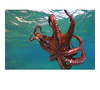 Adult 500 pieces puzzles, octopus puzzles with eight claws, suitable for family games and wall decoration paintings.