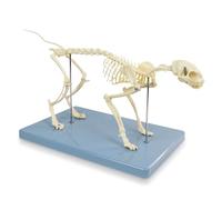 Adult 8.25" Tall - Life Size Cat Skeletal System, Anatomical Model, Domestic Shorthair Medical Quality
