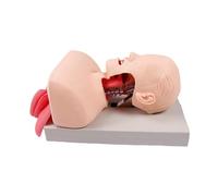 Adult Airway Management Simulator, Electronic Silicone Airway Management Trainer Teaching Model Human Endotracheal Intubation Head Training Model For Teaching Pratice