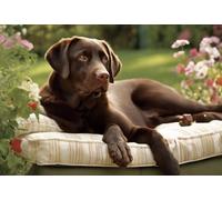 Adult Challenge Jigsaw Puzzle 1000 Pieces My Favorite Chocolate Lab Chocolate Labrador Suitable for Those Who Like Challenging Jigsaw Puzzles Family Leisure and Entertainment Toys