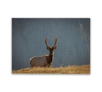 Adult Challenge Puzzle 1000 Pieces Young Bull Elk with Velvet Antlers in Early Morning Sun Casual Large Size Puzzle Toy Intellectual Decompression and Home Decoration