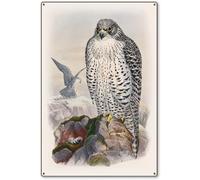 Adult Iceland Falcon Gould Birds of Great Britain Metal Sign Vintage Wildlife Art Reproduction Wall Decor Steel Sign Metal Tin Sign 8X12 inches