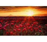 adult jigsaw 500 pieces,Natural beauty,sun,sunset,flowers,tulips 52x38CM
