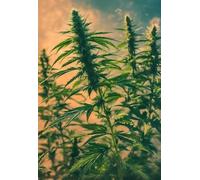 Adult Jigsaw Puzzle 1000 Pieces Sativa Days Indica Nights Large Educational Family Jigsaw Puzzle Entertainment Toys for Adults