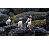 Adult Jigsaw Puzzle 2000 Piece Puzzle a Flock of Puffins Decompressing Fun Game Hands-On Ability Logical Thinking Exercise Toy Gifts for Adults and Kids 100x70CM