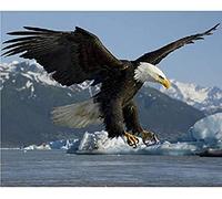 Adult Jigsaw Puzzle 2000 Pieces Papery Puzzles Adler Tier,Flying Eagle Child Puzzle Art DIY Casual Game Interesting Toys Suitable Family Friend 70x100cm