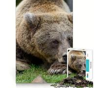 Adult Jigsaw Puzzle1000 Pieces Bear Sleep on Stone Premium Cut Fun Mind Exercise Toy Chill Game Play Birthday Decor Gift (38x52cm)