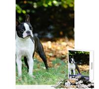 Adult Jigsaw Puzzles 1000 Pieces Boston Terrier Jigsaw Puzzles for Adults Difficult Challenge Train Your Brain And Hands Family Fun & Game Night (50x75cm)