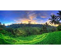 Adult Jigsaw Puzzles 1000 Pieces Tegalalang Rice Terraces In Ubud, Bali, Indonesia 75 * 50Cm