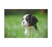 Adult Jigsaw Puzzles 1000pcs(75x50cm) Cavalier Puppy Puzzle for Adults Brain Teaser Game Analysis And Logic Educational Challenge 1000pcs(75x50cm)