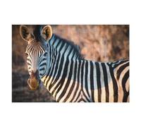 Adult Jigsaw Puzzles1000pcs(75x50cm) Animals Zebra Africa Wild Jigsaws for Adults Brain Teaser Game Pattern Assembly Christmas Birthday Gifts 1000pcs(75x50cm)