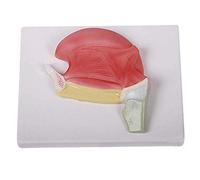 Adult Medical Training Kit Anatomy Model, Scientific Anatomical Human Model - Spleen, Pancreas, and Duodenum Pathology Model, PVC Material Liver Model Digestive Department Compatible with Me