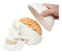 Adult One-to-One Human Skull with Brain Model 8 Components-Life Size | Includes Deed Product Manual |More Conducive to Learning and Education
