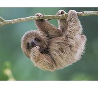 Adult Puzzle 200 Pieces Sloth Hanging on a Tree Amateur Art Game Creative Toy Puzzles 35x25CM