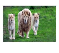 Adult puzzle 500 pieces, leopard puzzle, suitable for family games and wall decoration painting.