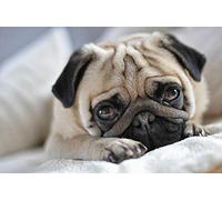 Adult Puzzle 500 Pieces Papery Puzzle Cute Pug Personalisation Adult Game Child Toy Creative Gift Art Home Decoration 52x38CM
