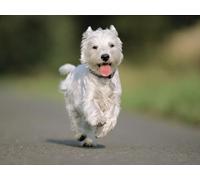 Adult puzzle from 14 years, dog, running, asphalt 38x52CM