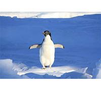 Adult Puzzles Jigsaw 1000 Pieces Close Up Photography Of Penguin On Snow Jigsaws For Kid Friend