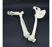 Adult Size Lower Limb Skeleton Model with Hip Femur Tibia Foot Anatomy Medical Teaching Tool(With hip)