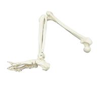 Adult Size Lower Limb Skeleton Model with Hip Femur Tibia Foot Anatomy Medical Teaching Tool(Without hip)