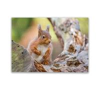 Adult Wooden Educational Puzzle 1000 Pieces Red Squirrel Sitting on Log in English Countryside Holiday Fun and Modern Summer Home Decor