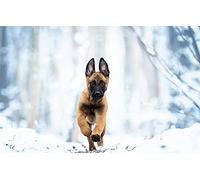 Adult Wooden Puzzle 300 Pieces Belgian Shepherd Malinois Snow Dog 38x26CM