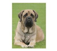 Adults 52x38cm/1000pcs Jigsaw Puzzle English Mastiff Adult Jigsaw Relaxing Games Enhance Memory Unique Gifts for Birthday And Christmas 52x38cm/1000pcs