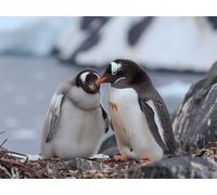 Adults and Beginners 5D Diamond Painting DIY Full Drill Kits Adorable Antarctica Penguins Pictures Cross Stitch Diamond Art Perfect For Gift and Home Wall Decor Square Drill 100x130cm AE2516