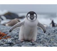 Adults and Beginners 5D Diamond Painting DIY Full Drill Kits Adorable Antarctica Penguins Pictures Cross Stitch Diamond Art Perfect For Gift and Home Wall Decor Square Drill 100x130cm AE2513