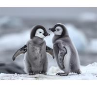 Adults and Beginners 5D Diamond Painting DIY Full Drill Kits Adorable Antarctica Penguins Pictures Embroidery Cross Stitch Diamond Art Perfect For Gift and Home Wall Decor Square Drill 25x35cm AE2508