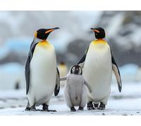 Adults and Beginners 5D Diamond Painting DIY Full Drill Kits Adorable Antarctica Penguins Pictures Embroidery Cross Stitch Diamond Art Perfect For Gift and Home Wall Decor Square Drill 55x75cm AE2506