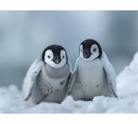 Adults and Beginners 5D Diamond Painting DIY Full Drill Kits Adorable Antarctica Penguins Pictures Embroidery Cross Stitch Diamond Art Perfect For Gift and Home Wall Decor Square Drill 45x60cm AE2501