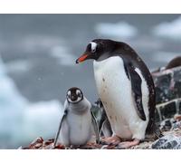 Adults and Beginners 5D Diamond Painting DIY Full Drill Kits Adorable Antarctica Penguins Pictures Embroidery Cross Stitch Diamond Art Perfect For Gift and Home Wall Decor Square Drill 45x60cm AE2504
