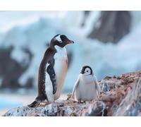 Adults and Beginners 5D Diamond Painting DIY Full Drill Kits Adorable Antarctica Penguins Pictures Embroidery Cross Stitch Diamond Art Perfect For Gift and Home Wall Decor Square Drill 35x45cm AE2514