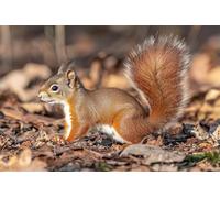 Adults and Beginners 5D Diamond Painting DIY Full Drill Kits Cute Animal Squirrel Pictures Embroidery Cross Stitch Diamond Art Perfect for Gift and Home Wall Decor Square Drill70x105cm C2151