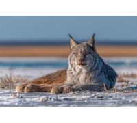 Adults and Beginners 5D Diamond Painting DIY Full Drill Kits Elegant Lynx Winter Pictures Embroidery Cross Stitch Diamond Art Perfect for Gift and Home Wall Decor Square Drill20x30cm C2025