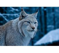 Adults and Beginners 5D Diamond Painting DIY Full Drill Kits Elegant Lynx Winter Pictures Embroidery Cross Stitch Diamond Art Perfect for Gift and Home Wall Decor Square Drill60x90cm C2026